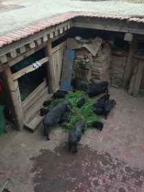 Pigs are back to home