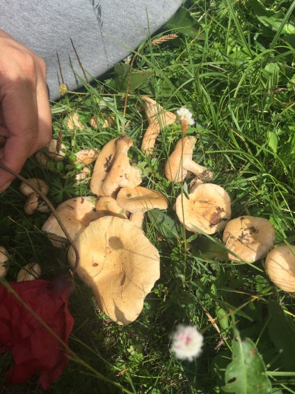 Fresh white mushroom